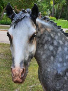 Geraldine